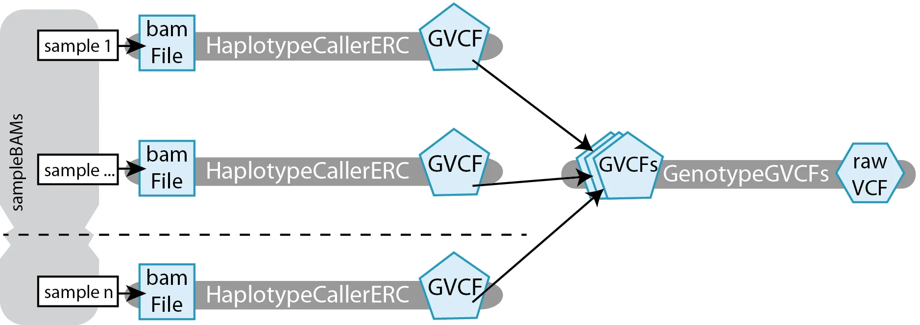 Diagram depicting how three individual sample BAM files are used as input to the HaplotypeCallerERC tools in parallel. Each individual run of the tool produces a GVCF. The GVCFs are gathered and the array is used as an input to the GenotypeGVCFs tool, which produces a raw VCF file as final output.